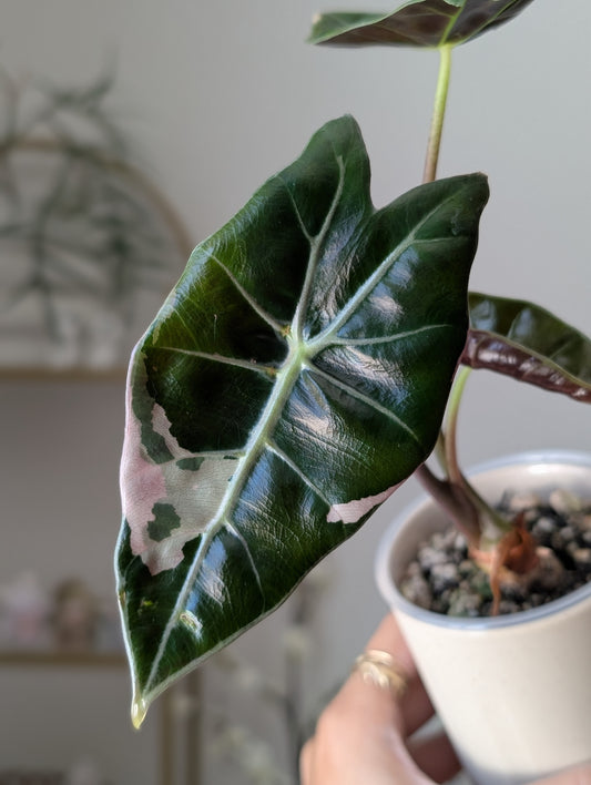 🦄 Alocasia Pink Black Satun ✦ True Pink *Corm Grown*