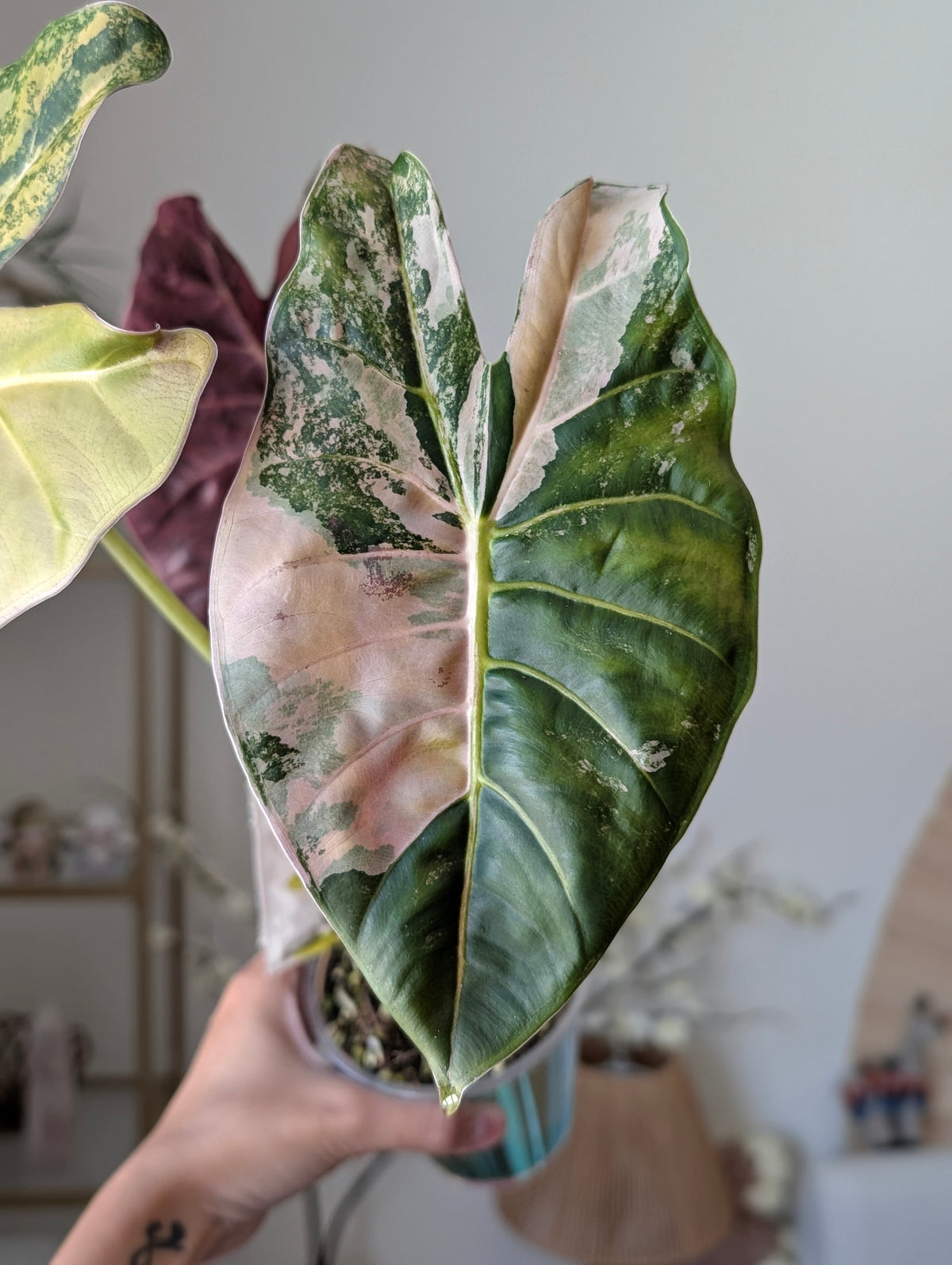 Alocasia Golden Bone Aurea/Peachy Pup Offshoot