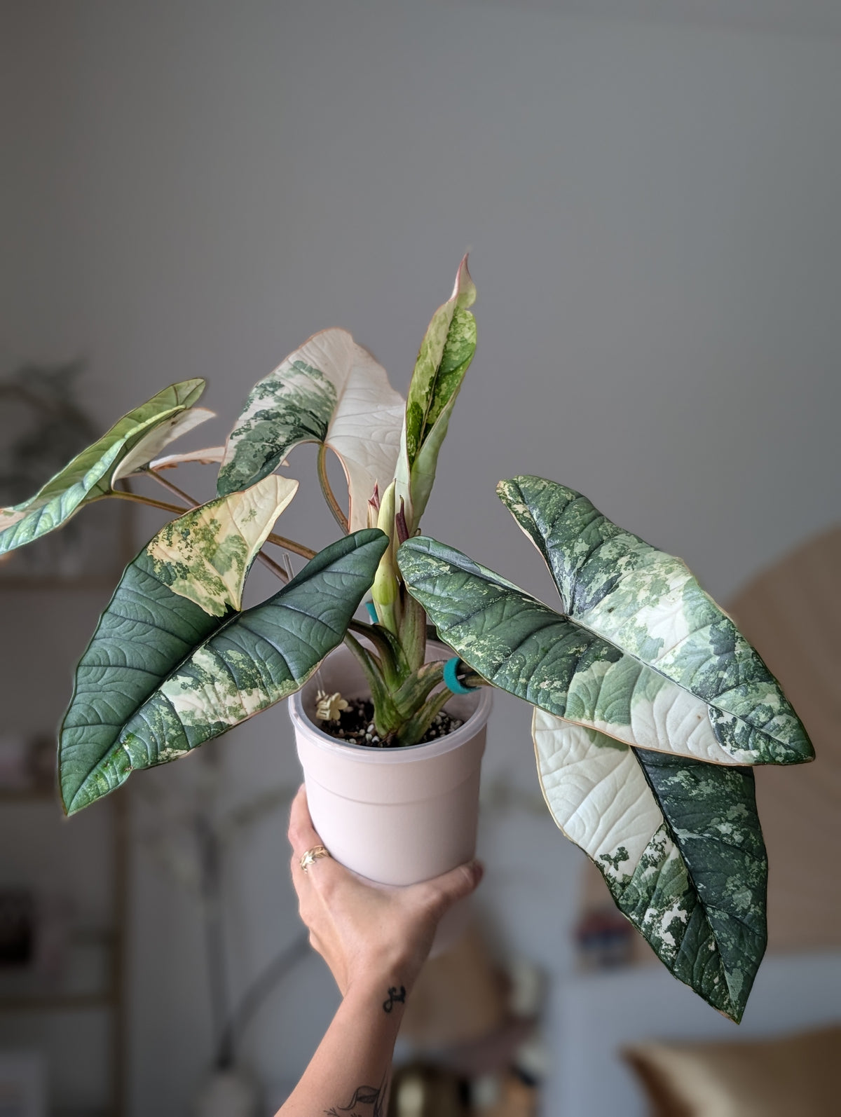 Alocasia 'Bisma' Platinum Albo/True Albo ✦ Offshoot