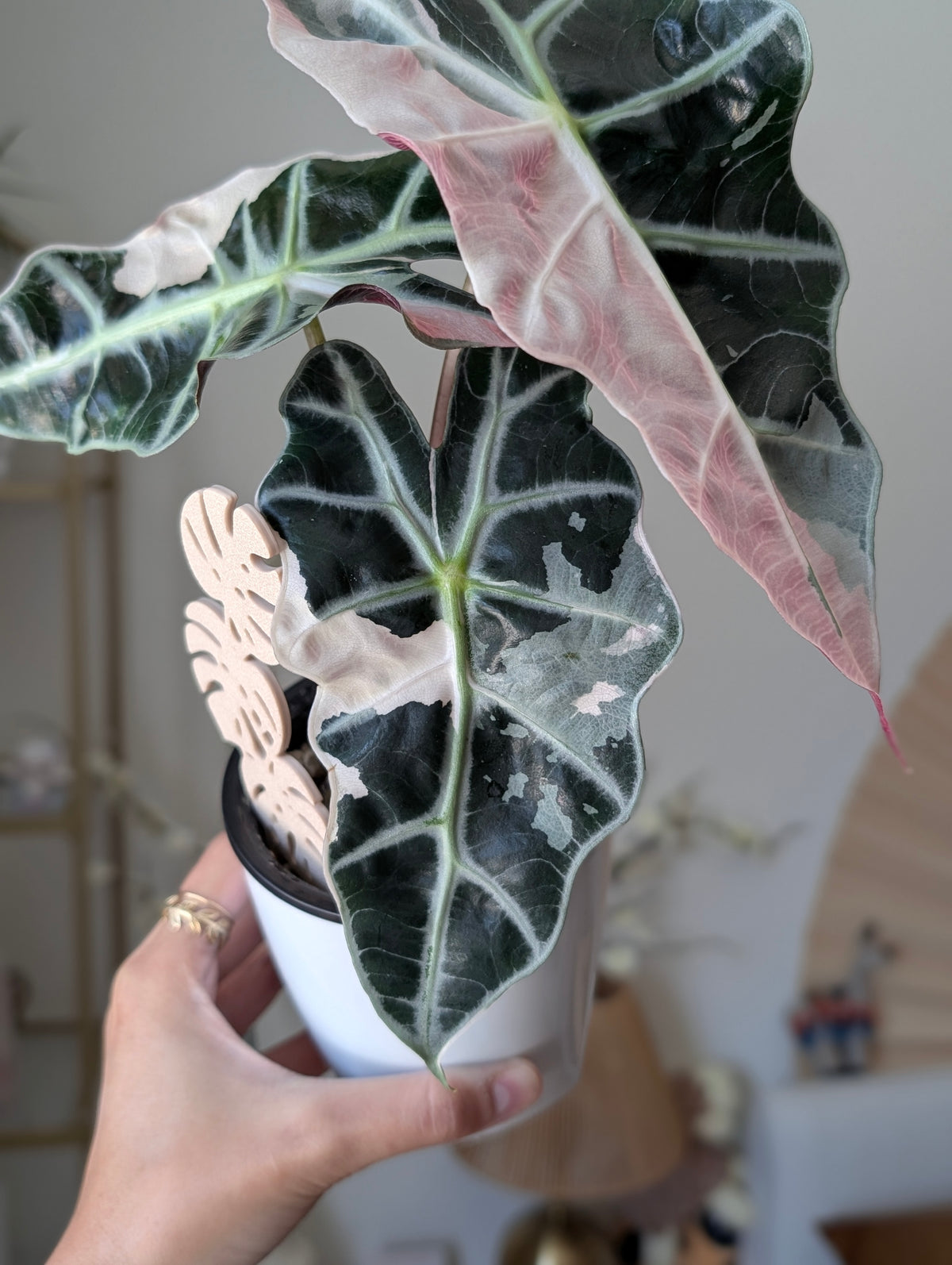 Alocasia Pink Polly pup ✦ Corm Grown