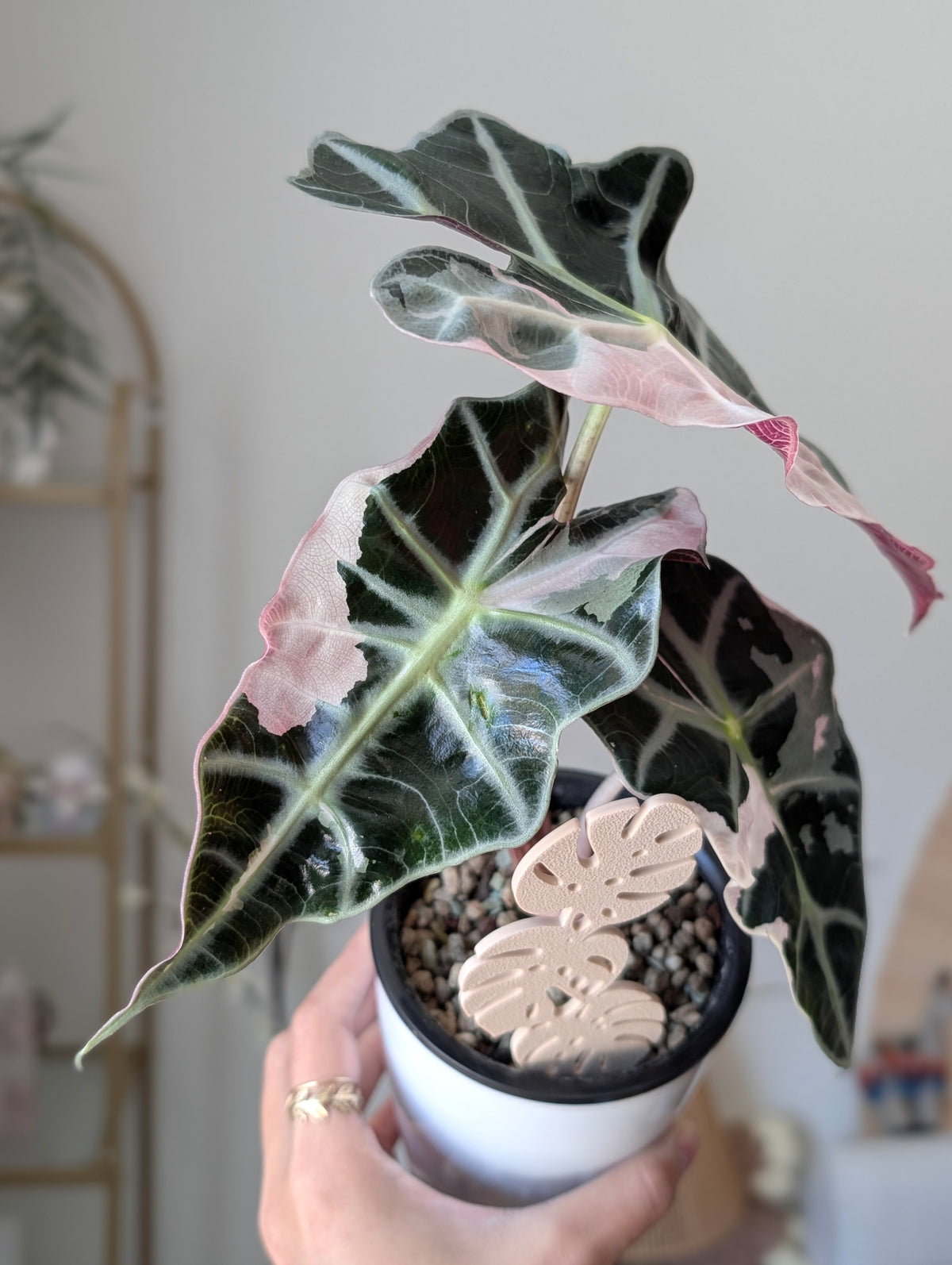 Alocasia Pink Polly pup ✦ Corm Grown