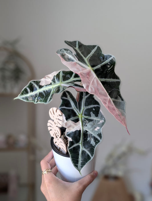 Alocasia Pink Polly pup ✦ Corm Grown