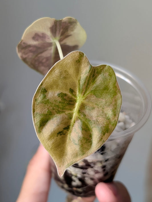 Alocasia Golden Bone Aurea/Peachy Pup Offshoot