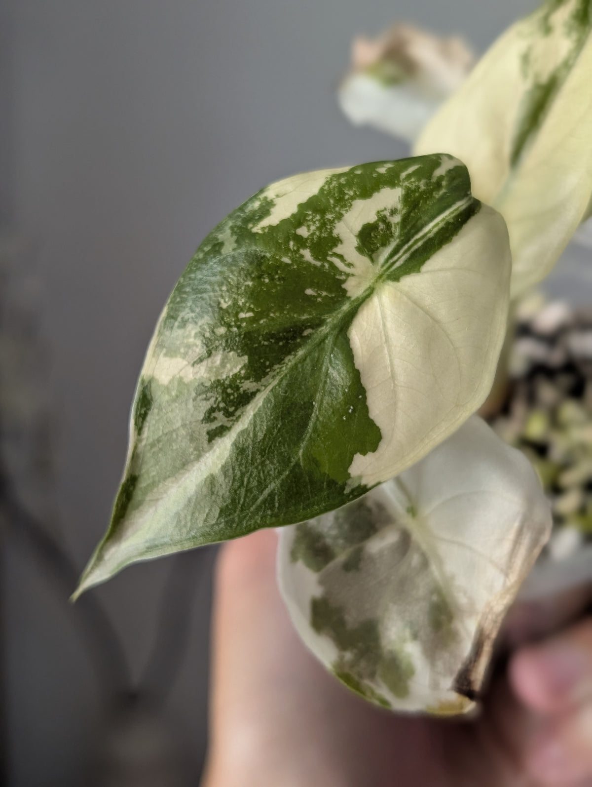 Alocasia Wentii Pink/Albo