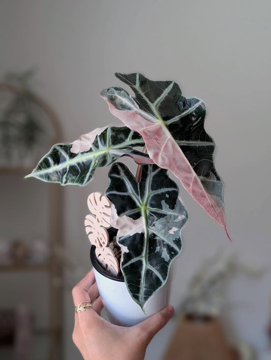 Alocasia Amazonica 'Pink Polly' *corm*