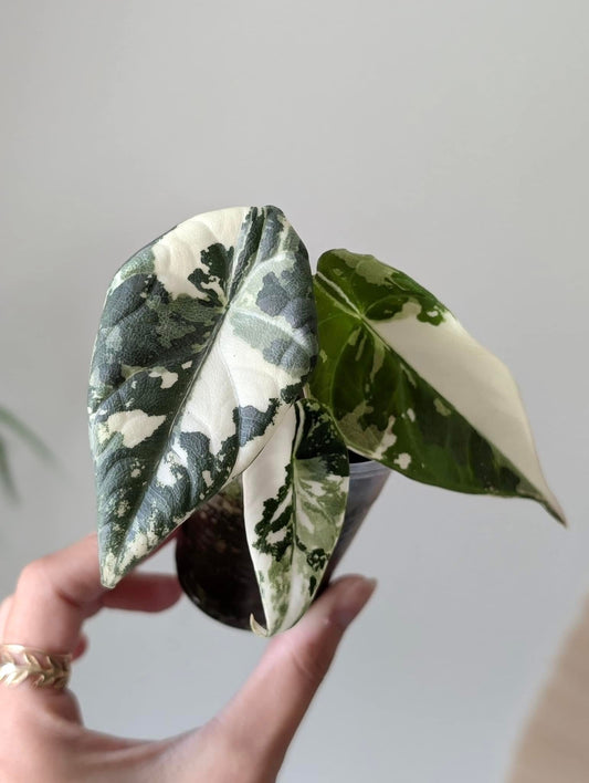 Alocasia Mahrani Albo Pup *Corm Grown*