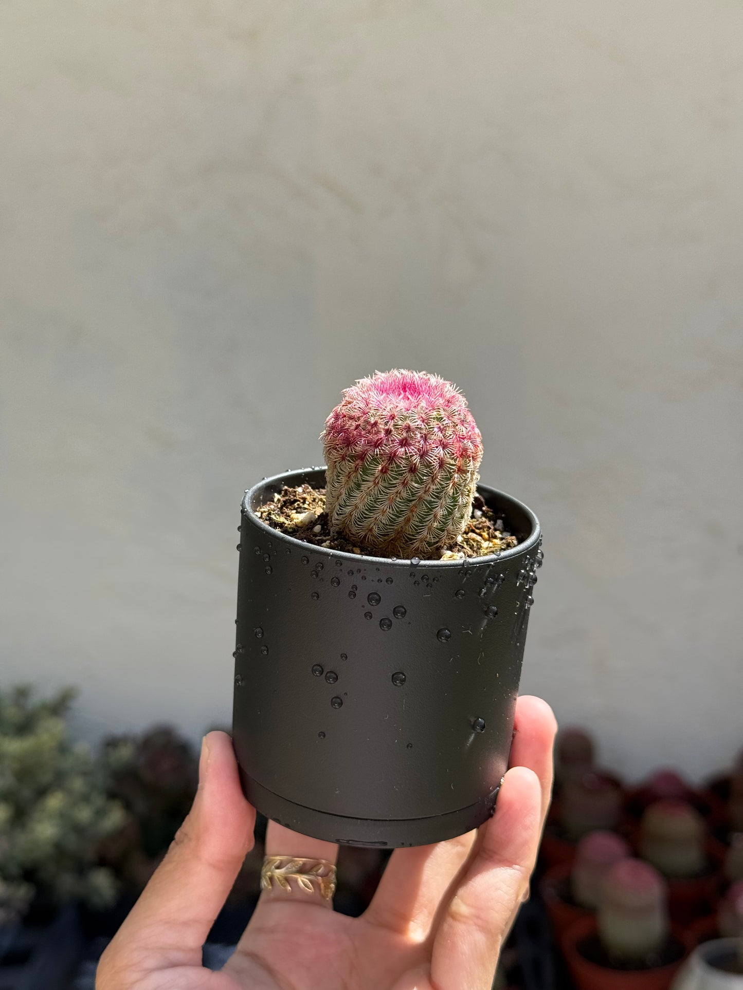 Rainbow Cactus (Echinocereus rigidissimus)