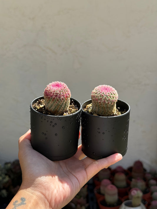 Rainbow Cactus (Echinocereus rigidissimus)