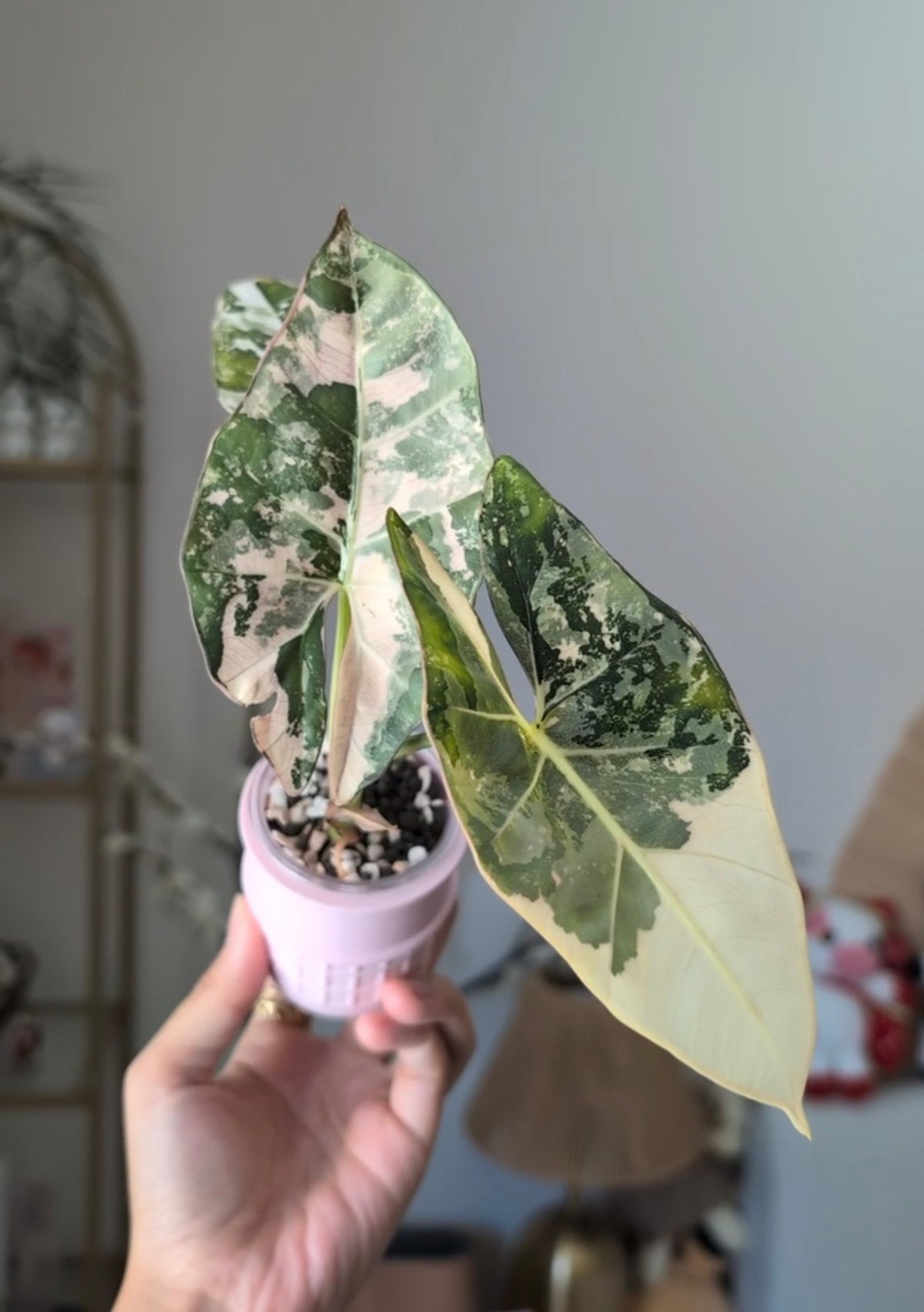 🦄 Alocasia Scabriuscula Albo/Pink *Corm*