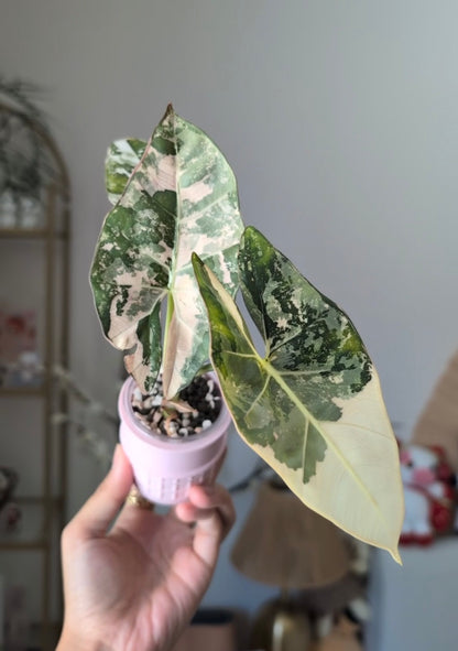 🦄 Alocasia Scabriuscula Albo/Pink *Corm*