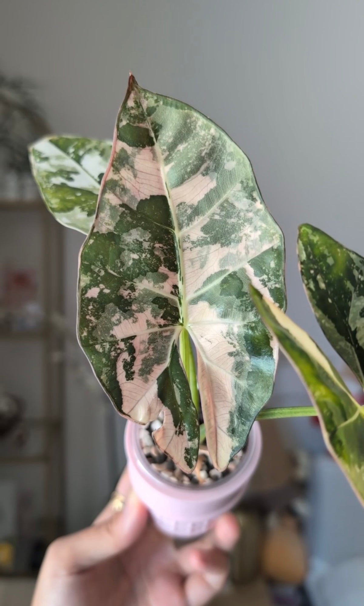 🦄 Alocasia Scabriuscula Albo/Pink *Corm*