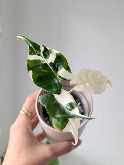 Alocasia Stingray Albo/Pink *Corm Grown*