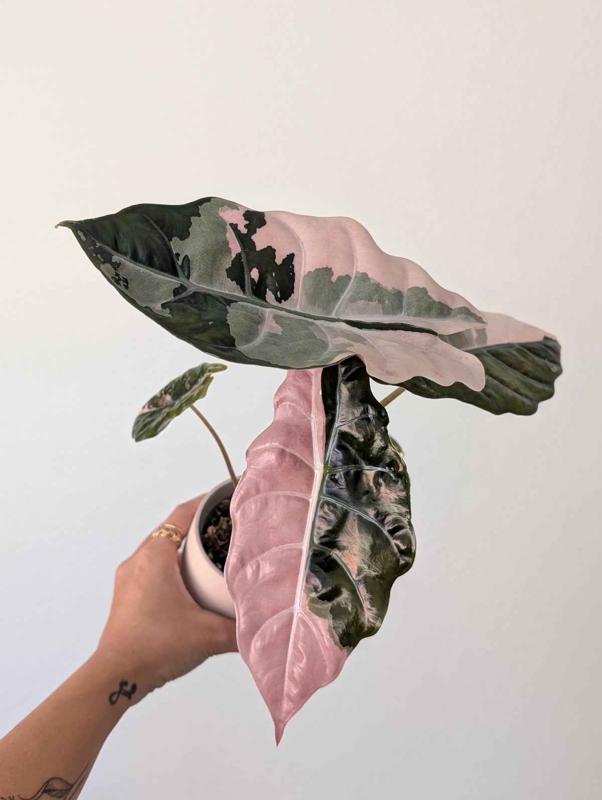 Alocasia Chantrieri ‘Pink’ Pup ✦ Corm Grown