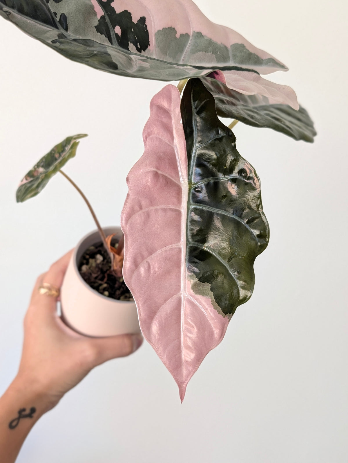 Alocasia Chantrieri ‘Pink’ Pup ✦ Corm Grown