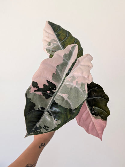 Alocasia Chantrieri ‘Pink’ Pup ✦ Corm Grown