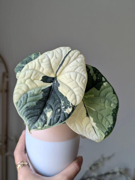 Alocasia Melo Albo *corm*