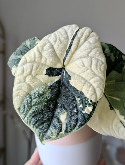Alocasia Melo Albo *corm*