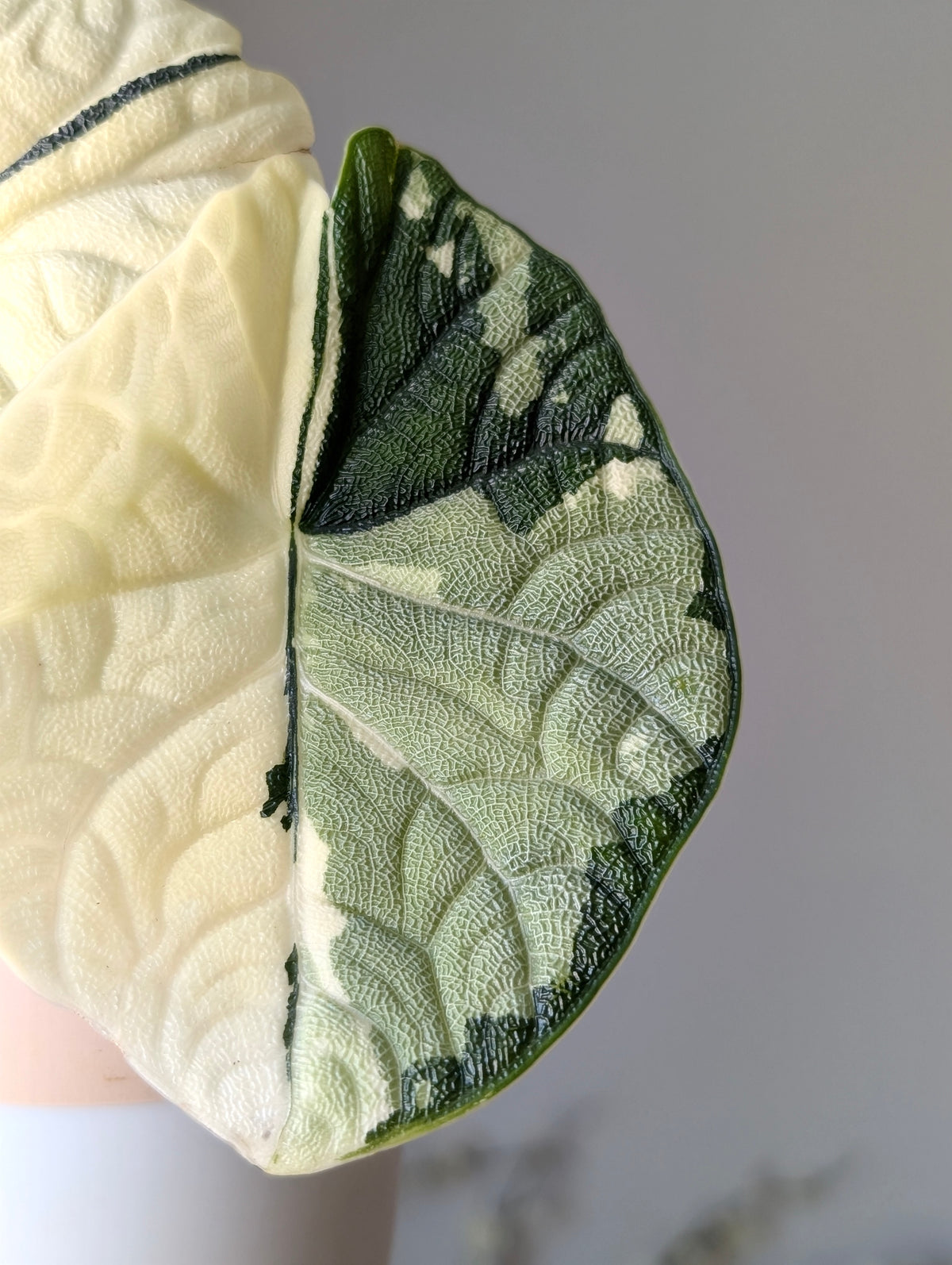 Alocasia Melo Albo *corm*
