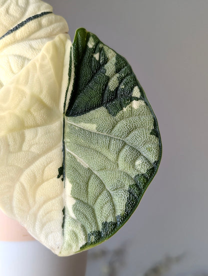Alocasia Melo Albo *corm*