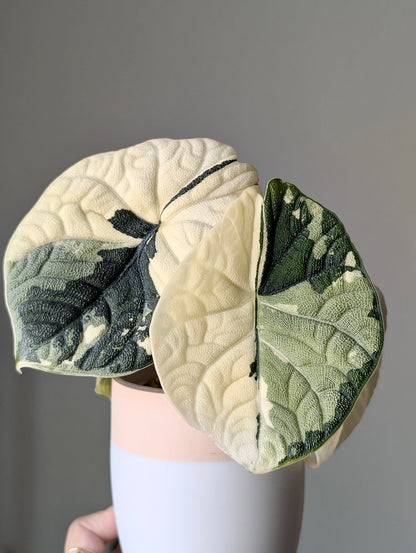 Alocasia Melo Albo *corm*