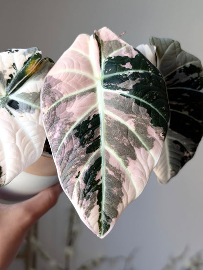 Alocasia Black Velvet Pink *corm*
