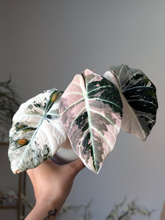 Alocasia Black Velvet Pink *corm*