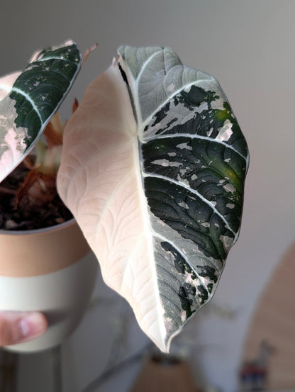 Alocasia Black Velvet Pink *corm*