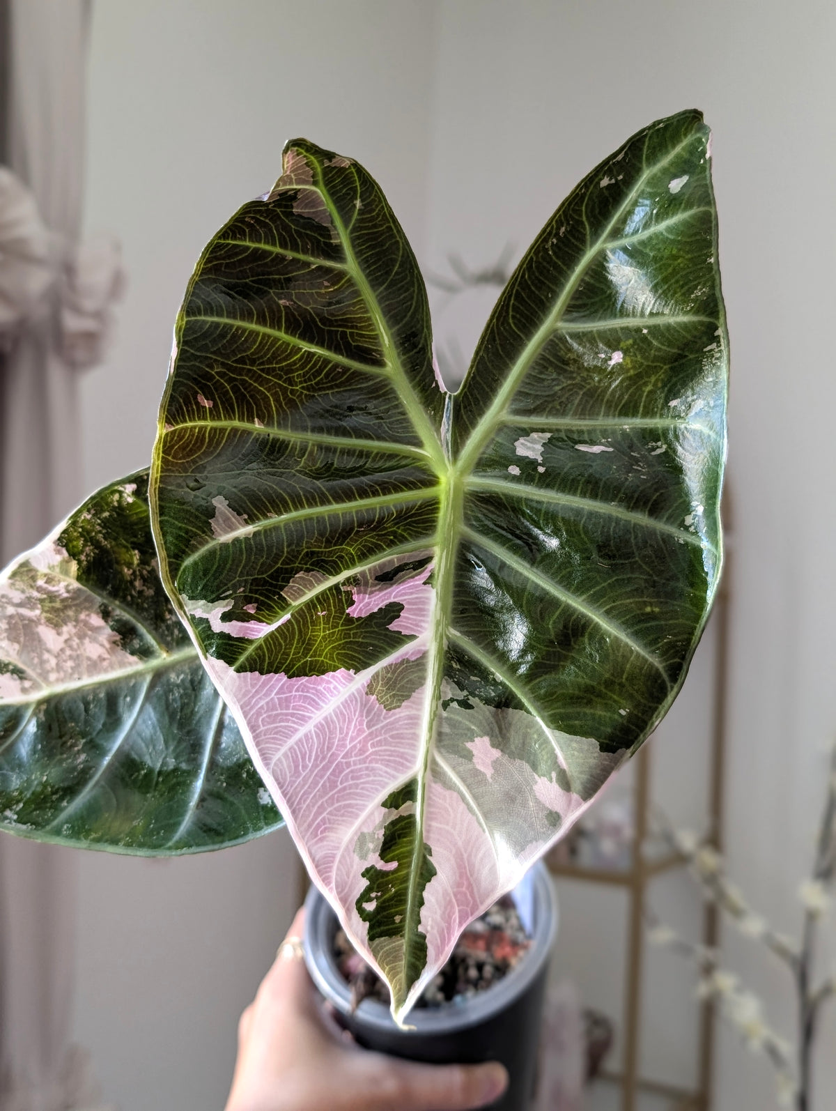 Alocasia Pink Dragon Albo/Pink *Corm*