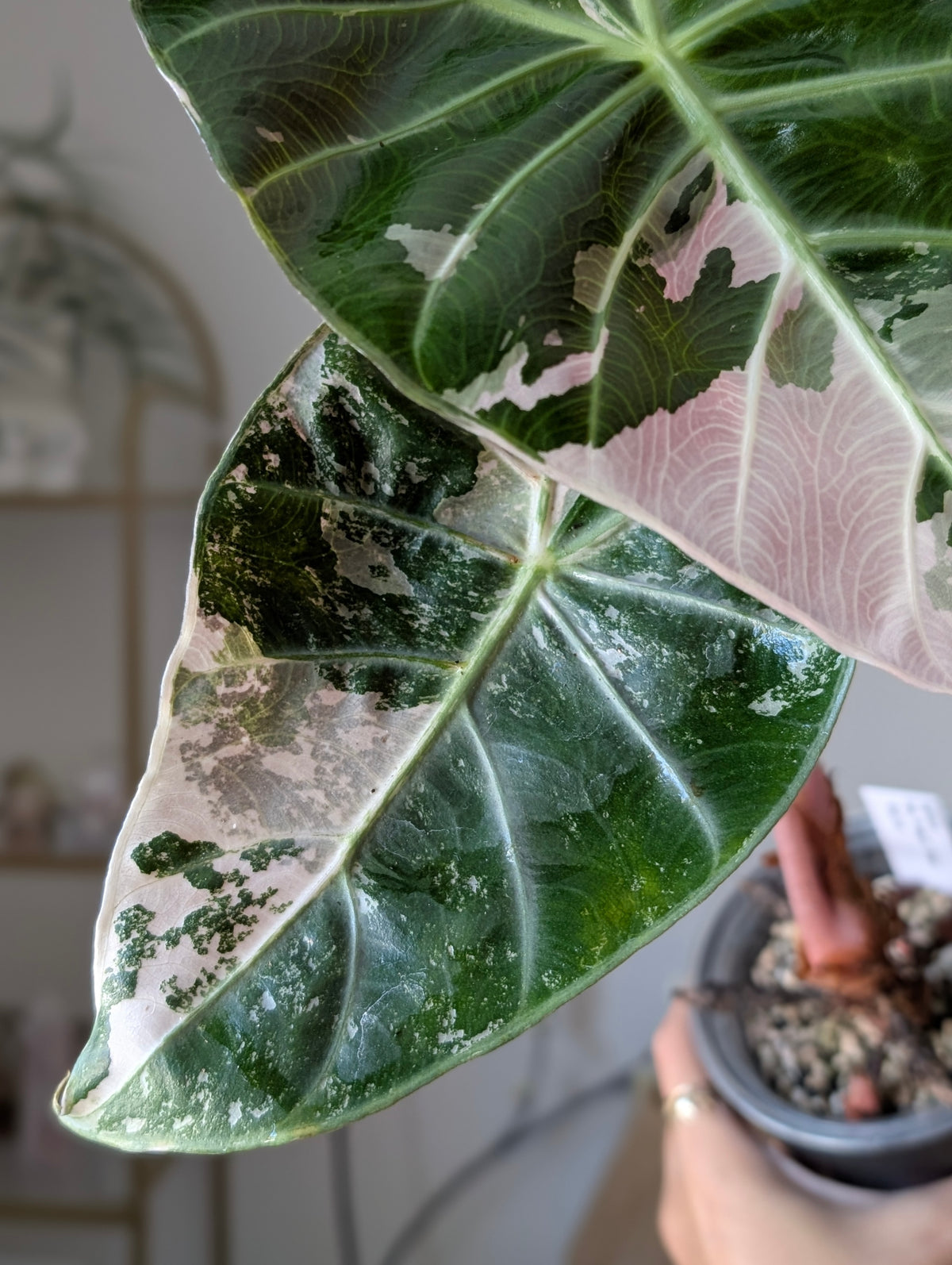 Alocasia Pink Dragon Albo/Pink *Corm*