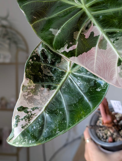 Alocasia Pink Dragon Albo/Pink *Corm*