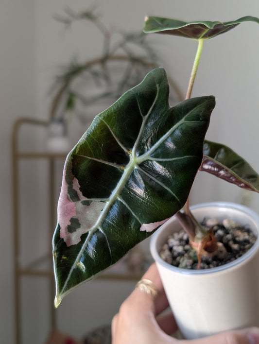 🦄 Alocasia Pink Black Satun ✦ True Pink *Corm Grown*