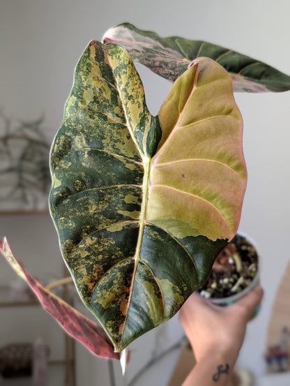 Alocasia Golden Bone Aurea/Peachy Pup Offshoot