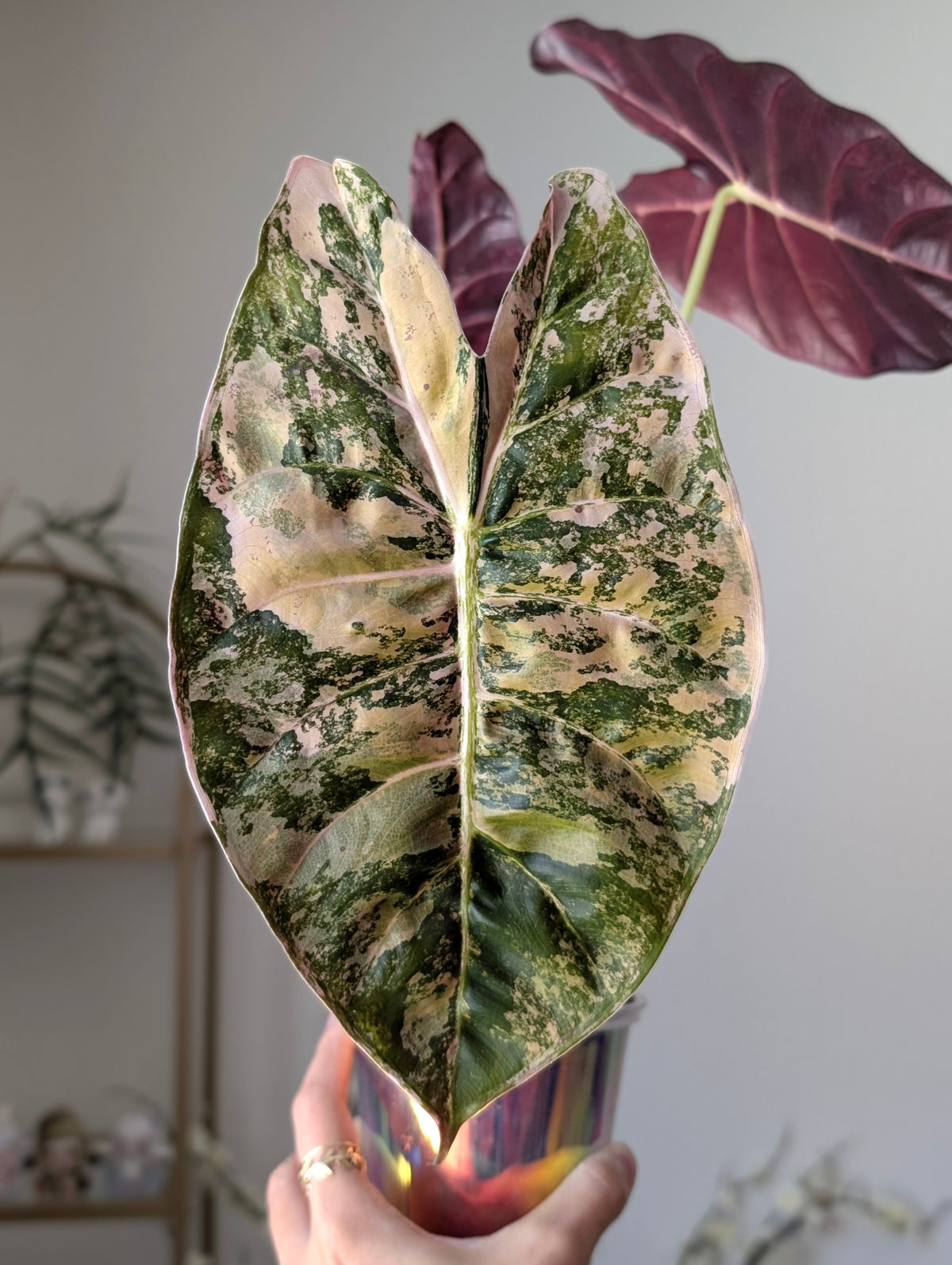 Alocasia Golden Bone Aurea/Peachy Pup Offshoot