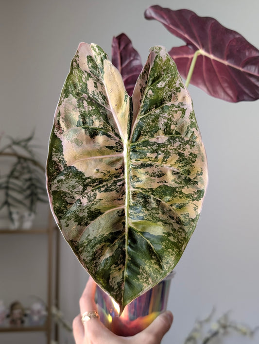 Alocasia Golden Bone Aurea/Peachy Pup ✦ Offshoot