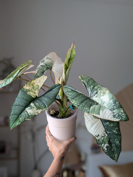 Alocasia Bisma Platinum Albo (True Albo) Corm