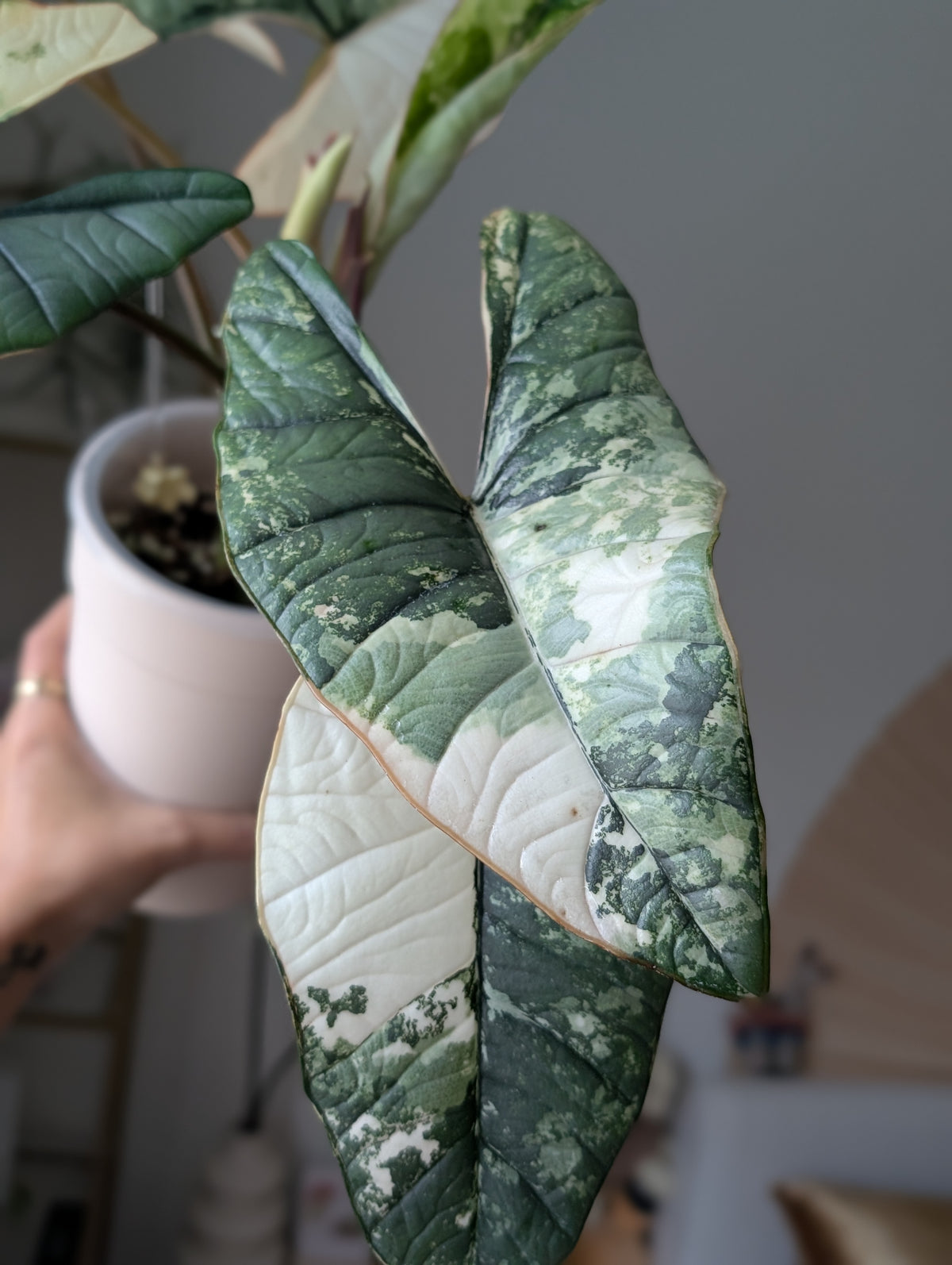 Alocasia 'Bisma' Platinum Albo/True Albo ✦ Offshoot