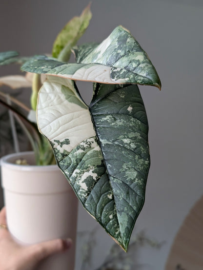 Alocasia 'Bisma' Platinum Albo/True Albo ✦ Offshoot