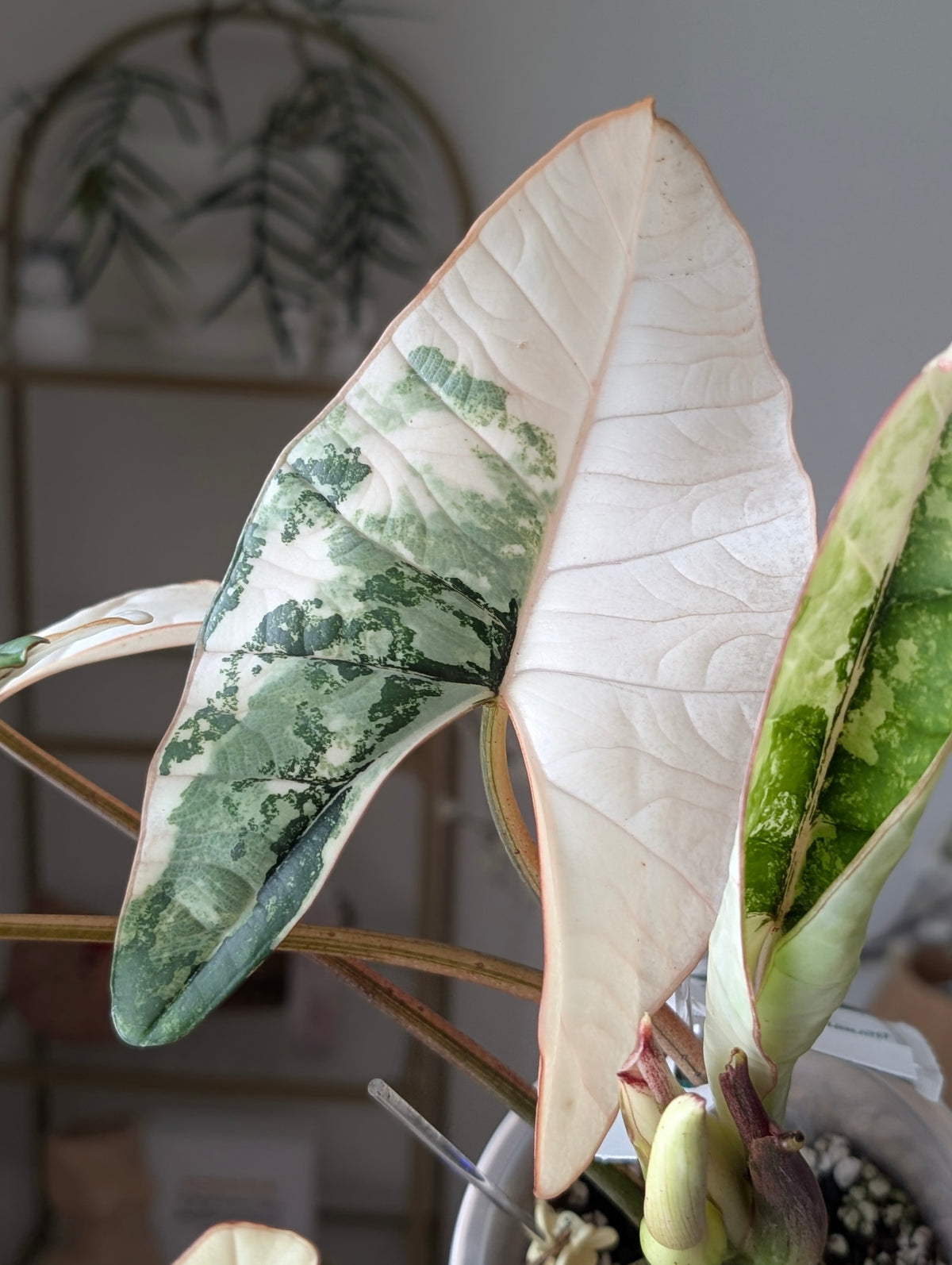 Alocasia 'Bisma' Platinum Albo/True Albo ✦ Offshoot