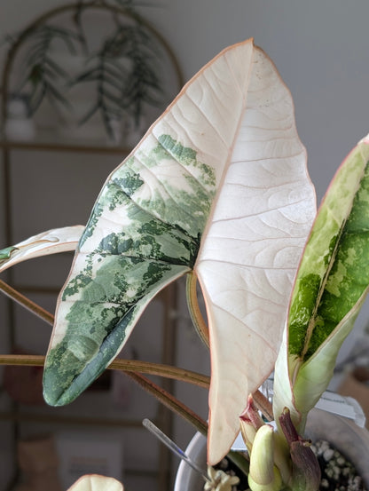 Alocasia 'Bisma' Platinum Albo/True Albo ✦ Offshoot