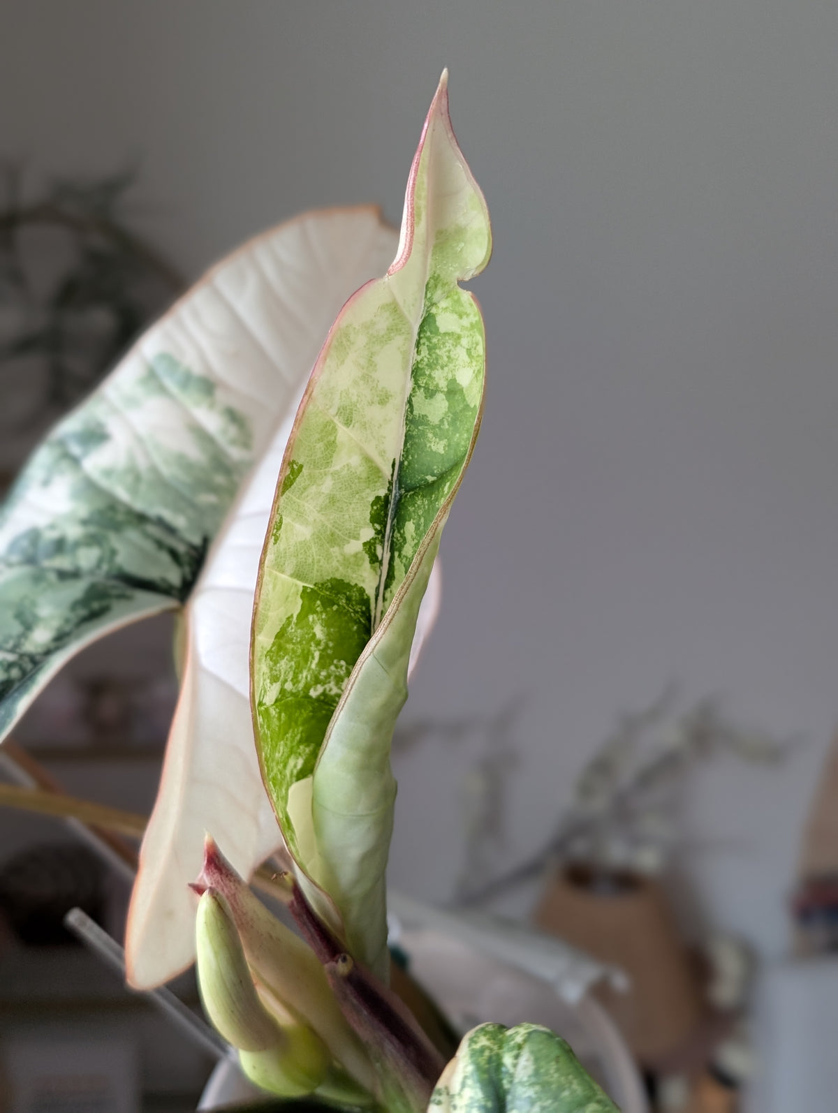 Alocasia 'Bisma' Platinum Albo/True Albo ✦ Offshoot