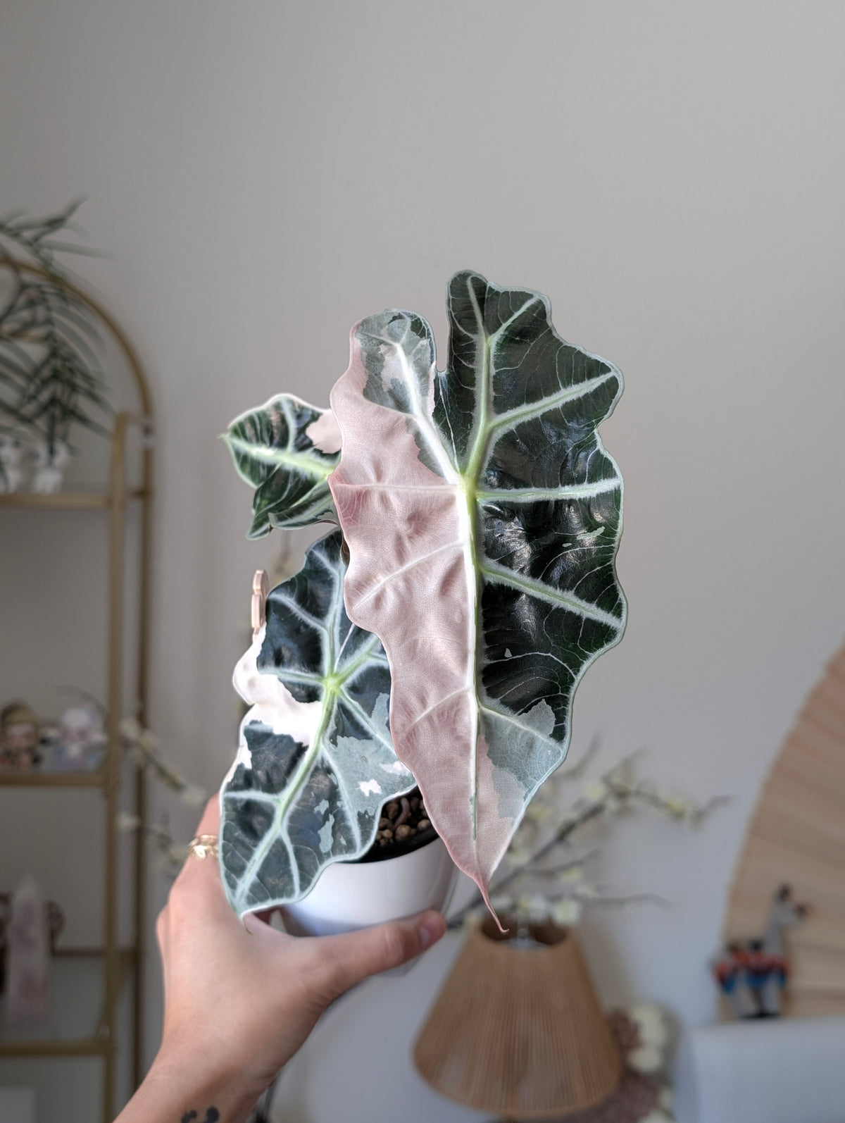 Alocasia Pink Polly pup ✦ Corm Grown