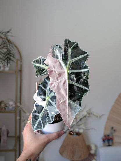 Alocasia Pink Polly pup ✦ Corm Grown