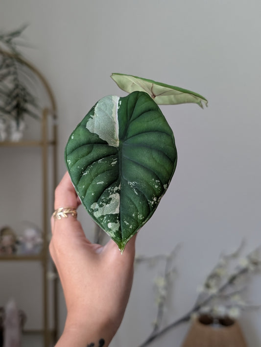 Alocasia Nebula Pink (True Pink) *Corm Grown*