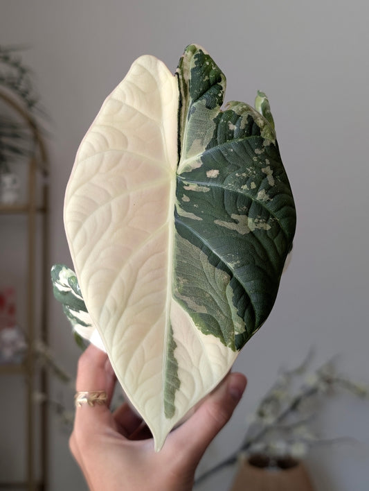 Alocasia Maharani Albo/Pink *corm*