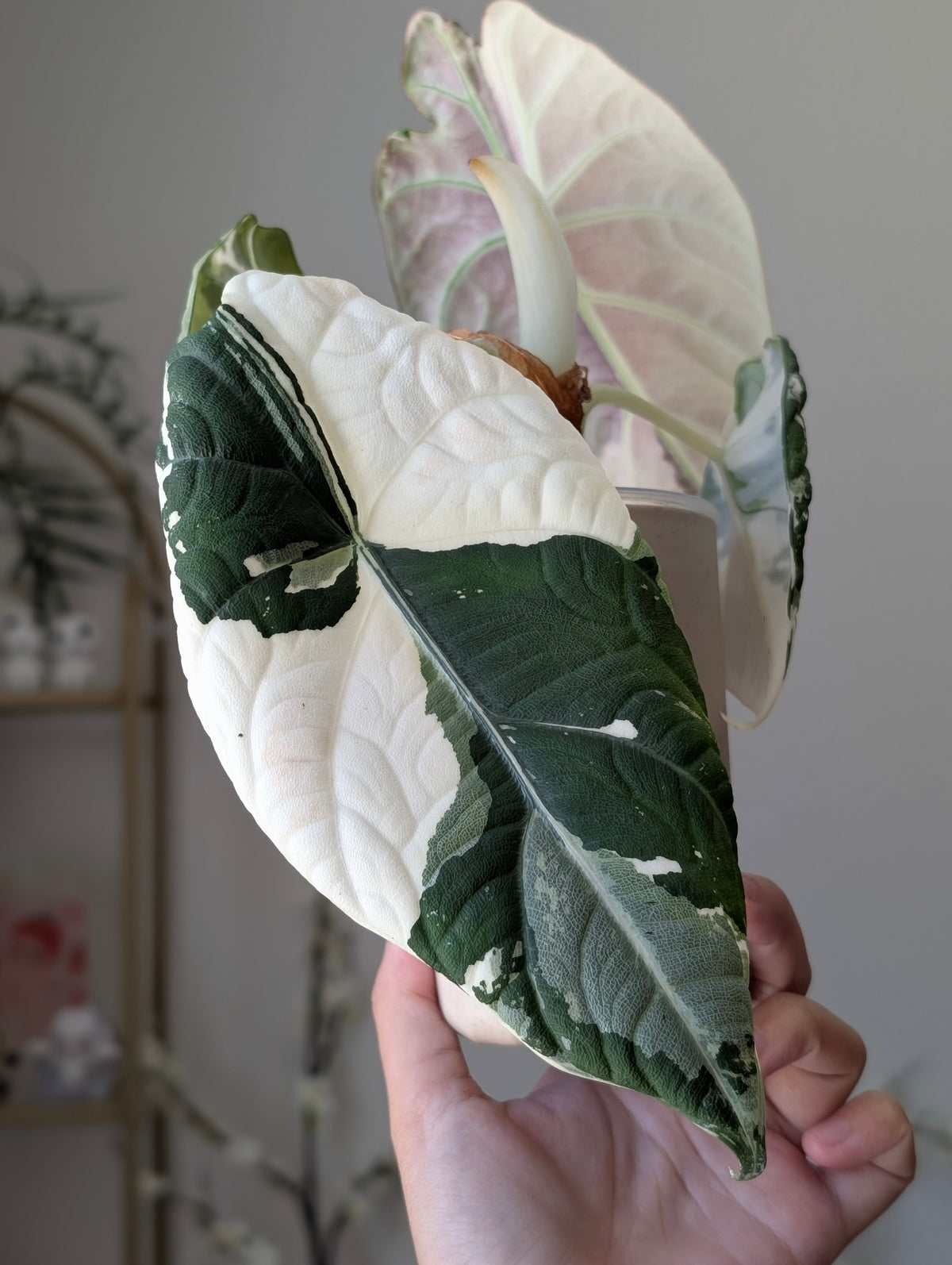 Alocasia Maharani Albo/Pink *corm*