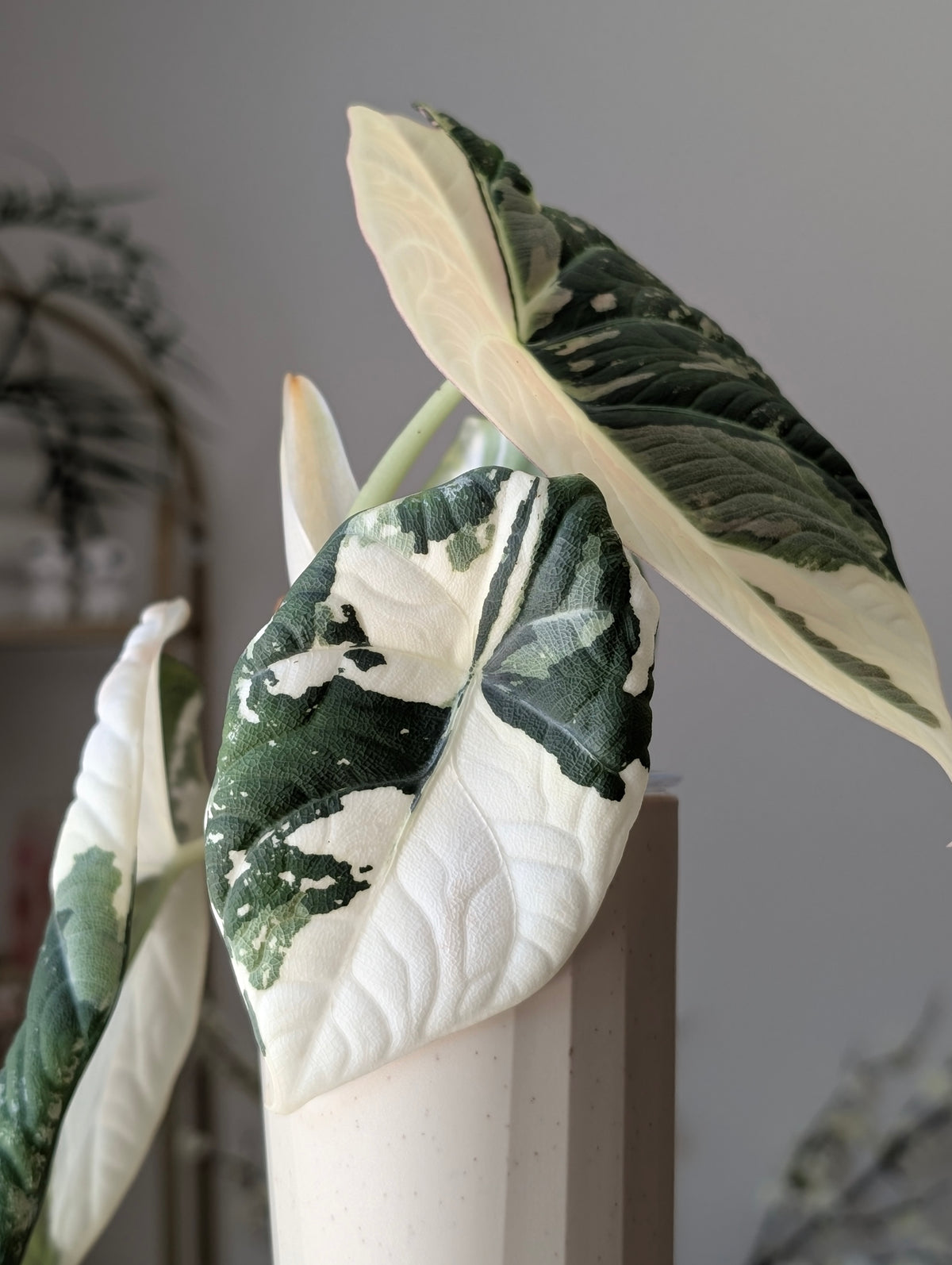 Alocasia Maharani Albo/Pink *corm*