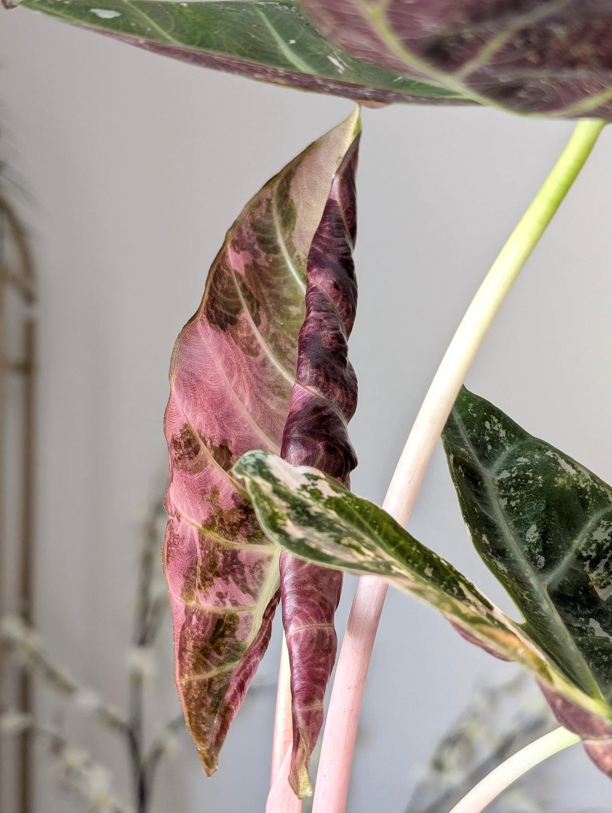 Alocasia Pink Dragon Albo/Pink *Corm*
