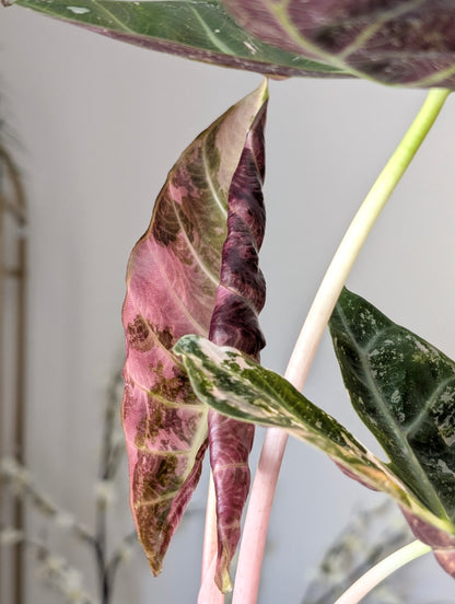 Alocasia Pink Dragon Albo/Pink *Corm*