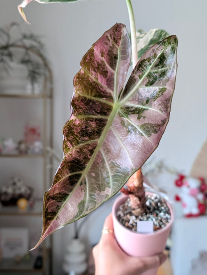 Alocasia Pink Dragon Albo/Pink *Corm*