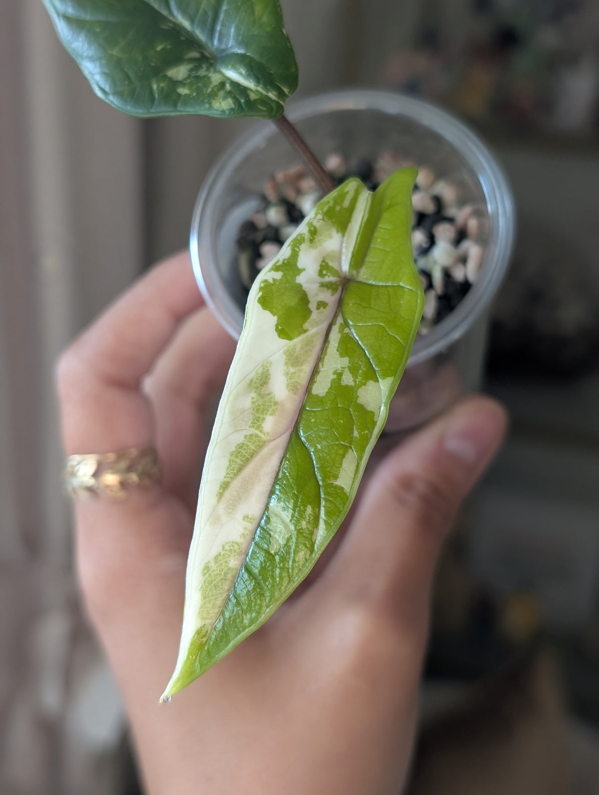 🦄 Alocasia Scalprum Albo/Pink Vein ✦ Corm Grown